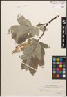 Foto von Salix caprea L. x Salix lanata L.